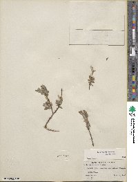 Salix brachycarpa image