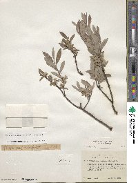 Salix brachycarpa image