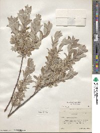 Salix brachycarpa image