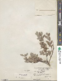 Salix brachycarpa image
