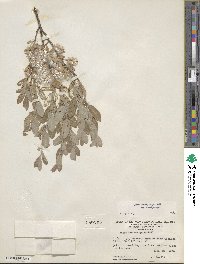 Salix brachycarpa image