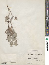 Salix brachycarpa image