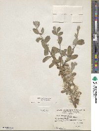 Salix brachycarpa image