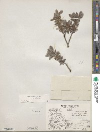 Salix brachycarpa image