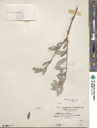 Salix brachycarpa image