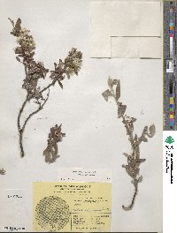 Salix brachycarpa image