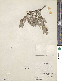 Salix brachycarpa image