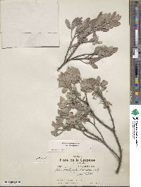 Salix brachycarpa image