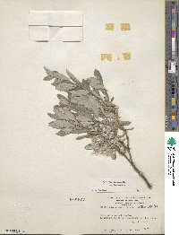Salix brachycarpa image