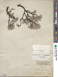 Salix brachycarpa image