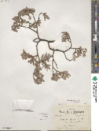 Salix brachycarpa image