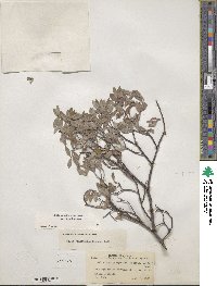 Salix brachycarpa image