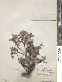 Salix brachycarpa image