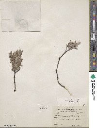 Salix brachycarpa image