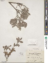 Salix brachycarpa image