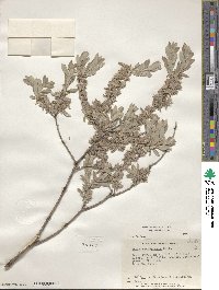 Salix brachycarpa image