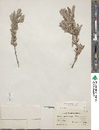 Salix brachycarpa image