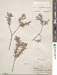 Salix brachycarpa image