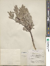 Salix brachycarpa image