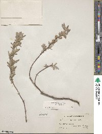 Salix brachycarpa image