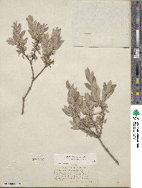 Salix brachycarpa image