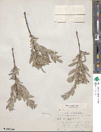 Salix brachycarpa image