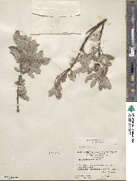 Salix brachycarpa image