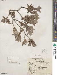 Salix brachycarpa image