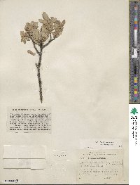 Salix brachycarpa image