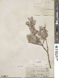 Salix brachycarpa image