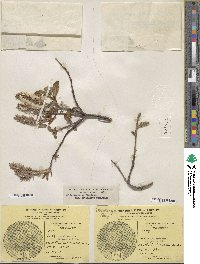 Salix arctica subsp. arctica image