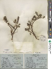 Salix arctophila image