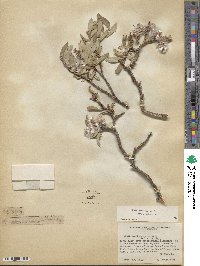 Salix brachycarpa image