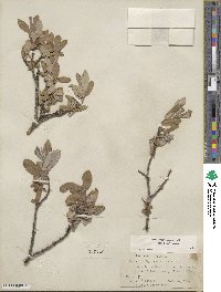 Salix brachycarpa image