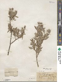 Salix brachycarpa image
