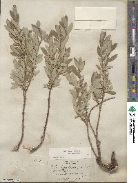 Salix brachycarpa image