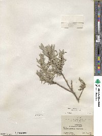 Salix brachycarpa image