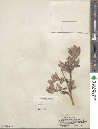 Salix brachycarpa image