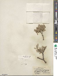 Salix brachycarpa image