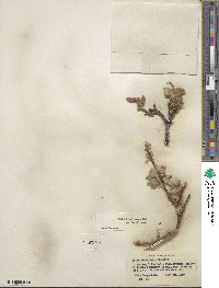 Salix brachycarpa image
