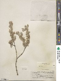 Salix brachycarpa image