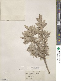 Salix brachycarpa image