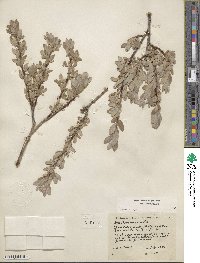 Salix brachycarpa image