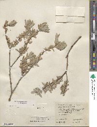 Salix brachycarpa image