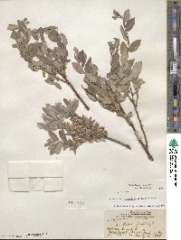 Salix brachycarpa image