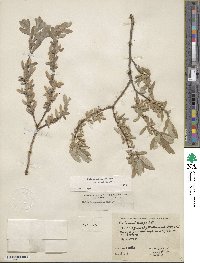 Salix brachycarpa image