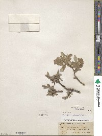 Salix brachycarpa image