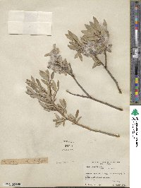 Salix brachycarpa image