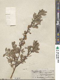 Salix brachycarpa image