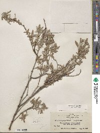 Salix brachycarpa image